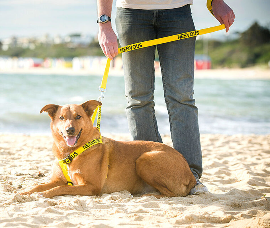 Relax Walk NERVOUS Dog Lead Safety Prevention Also Matching Yellow Collar
