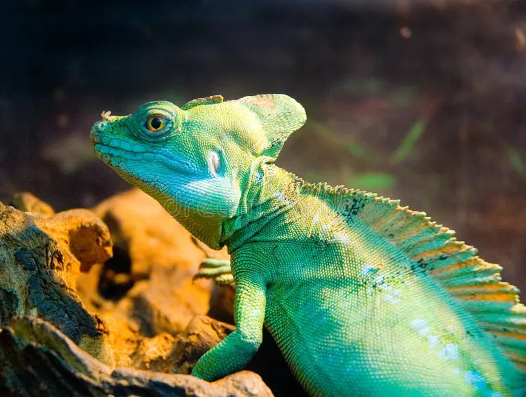 Reptile