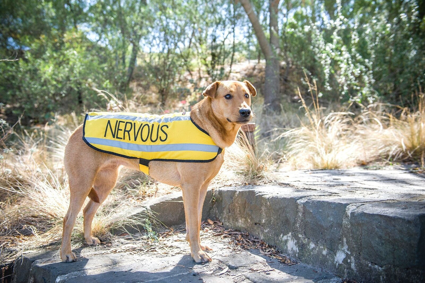 Relax Walk NERVOUS Dog Lead Safety Prevention Also Matching Yellow Collar