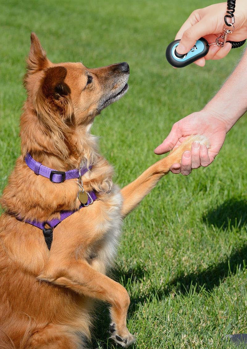 Pet Clicker for Dogs/Cats/Horses/Birds or Other Animals - Clickers for Training (Blue + Green)