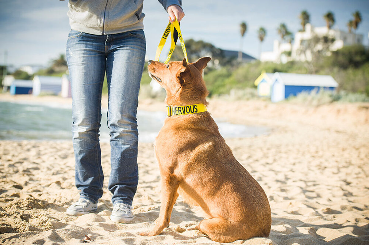 Relax Walk NERVOUS Dog Lead Safety Prevention Also Matching Yellow Collar