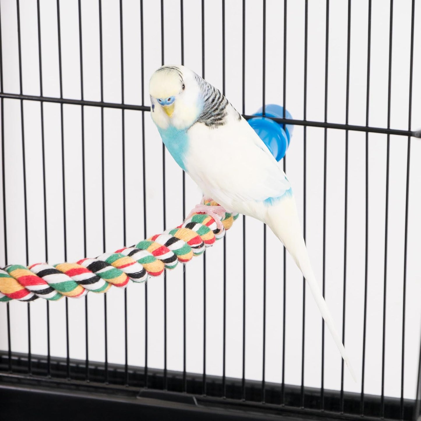Bird Life Multicolored and Flexible Rope Perch – Create Fun, Colorful Curves and Bends – Great for Small and Medium Birds – 21” Long